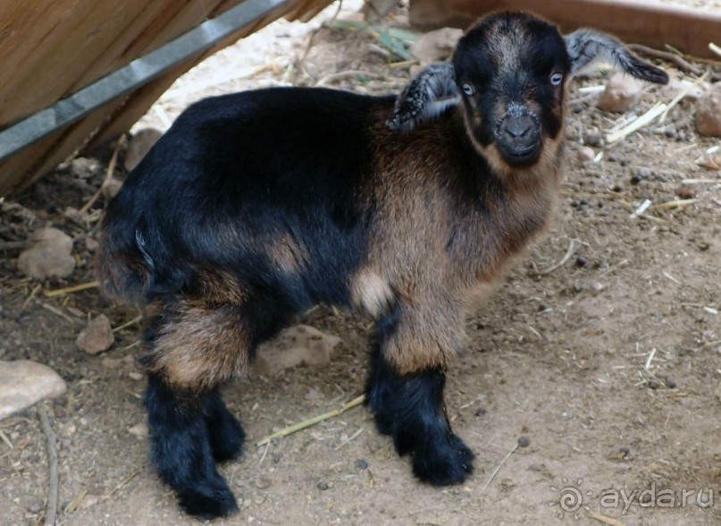 Воплощённая Утопия