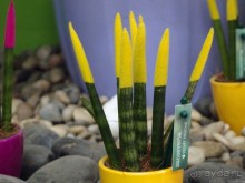 Воплощённая Утопия