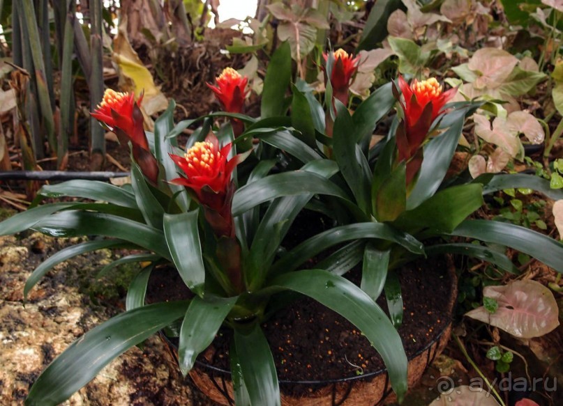 Воплощённая Утопия