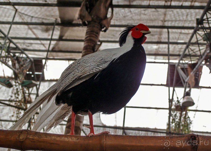 Воплощённая Утопия