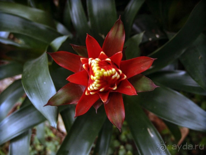 Воплощённая Утопия