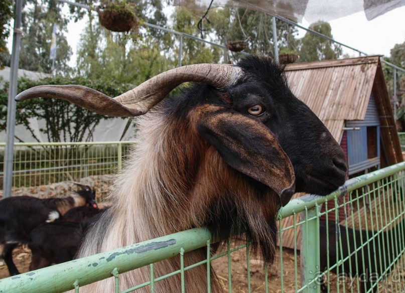 Воплощённая Утопия