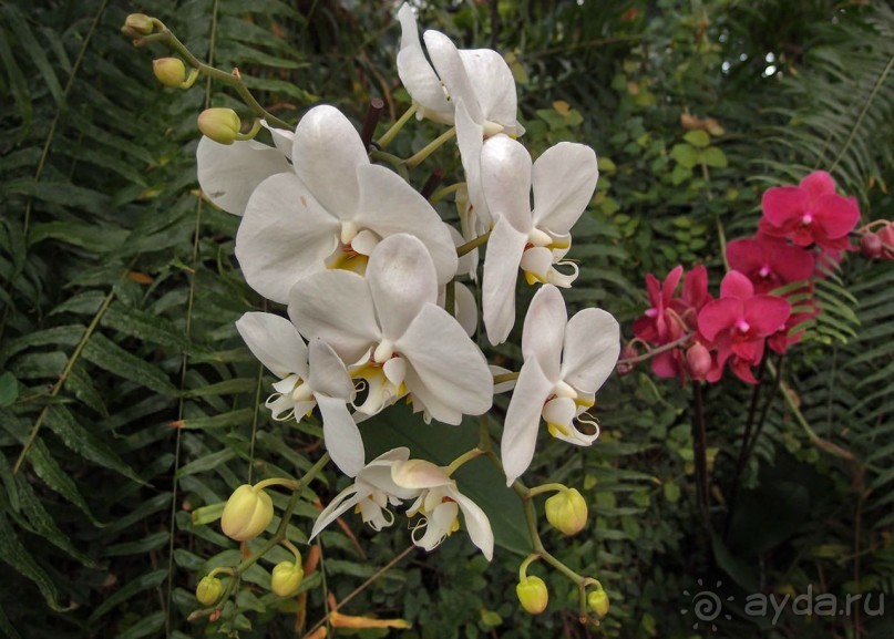 Воплощённая Утопия