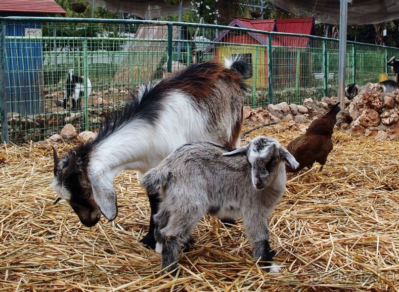 Воплощённая Утопия