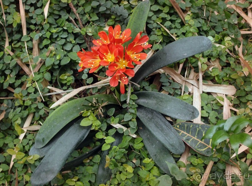 Воплощённая Утопия