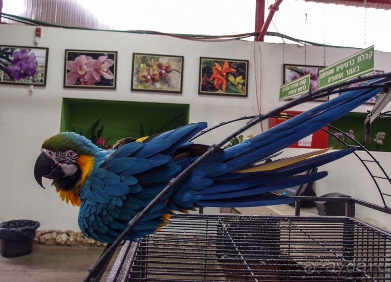 Воплощённая Утопия