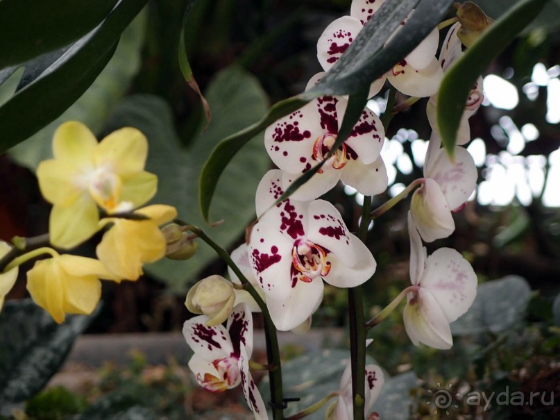 Воплощённая Утопия