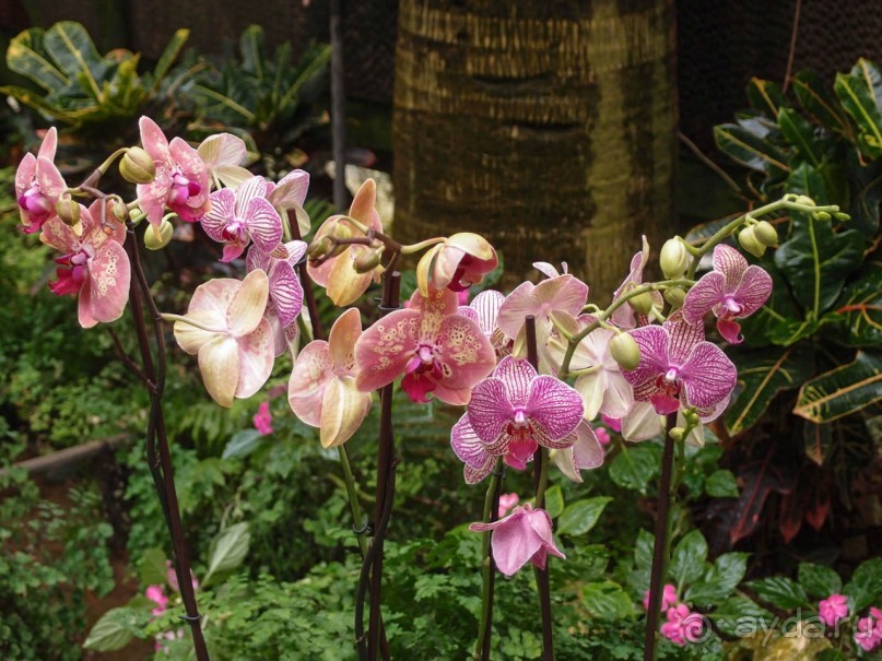 Воплощённая Утопия