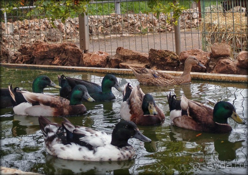 Воплощённая Утопия