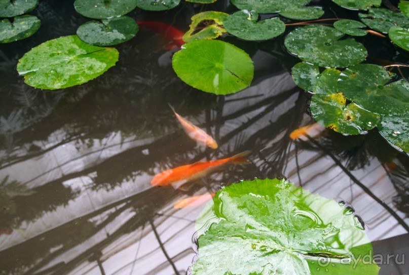 Воплощённая Утопия