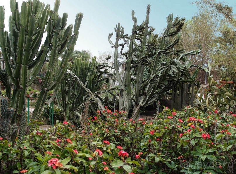 Воплощённая Утопия