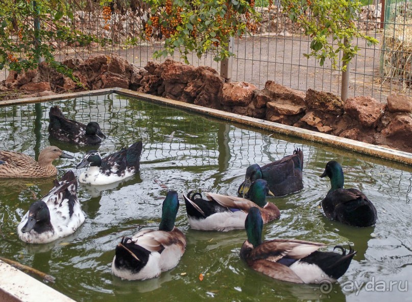 Воплощённая Утопия