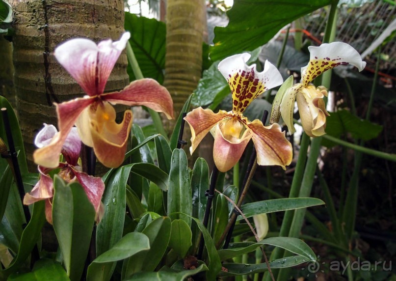 Воплощённая Утопия