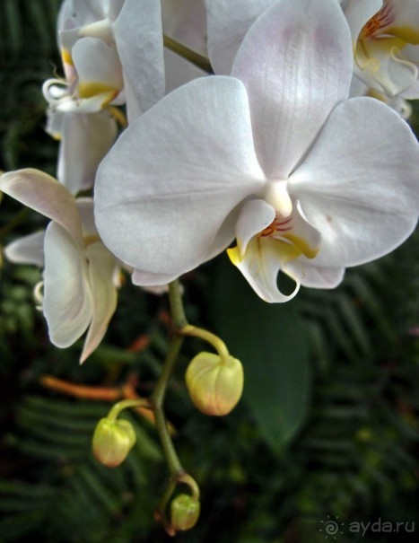 Воплощённая Утопия