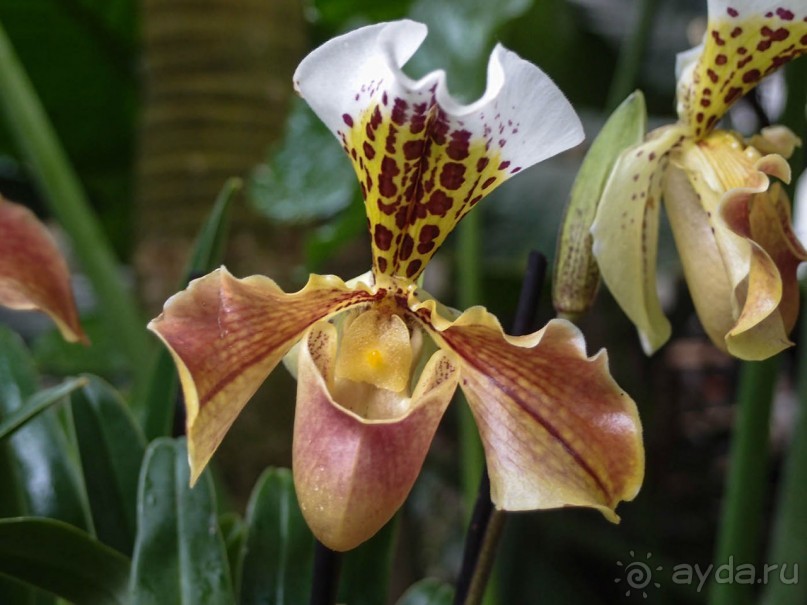 Воплощённая Утопия