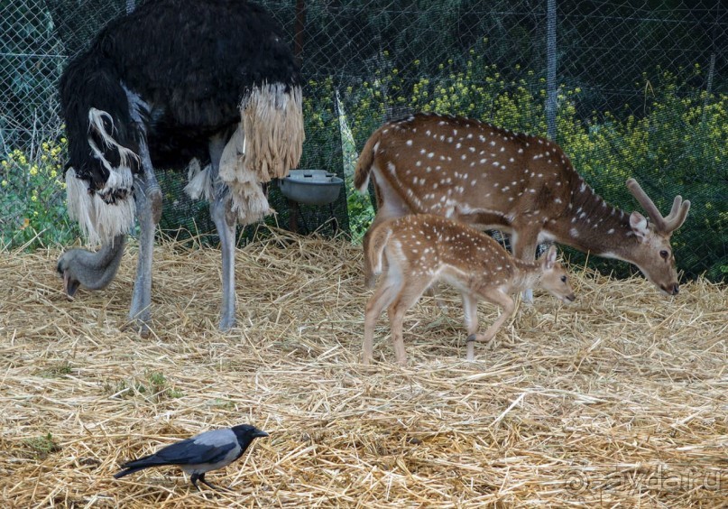 Воплощённая Утопия