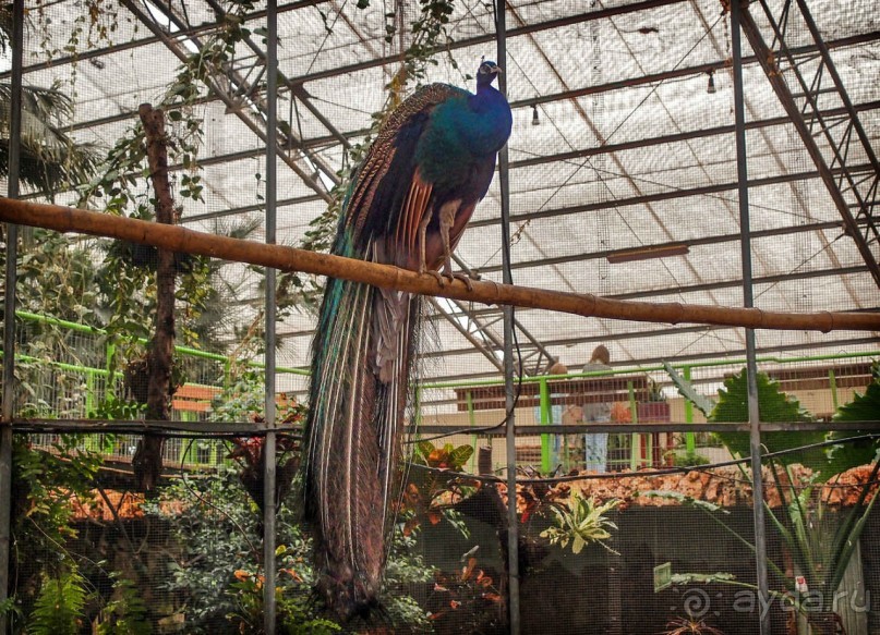 Воплощённая Утопия