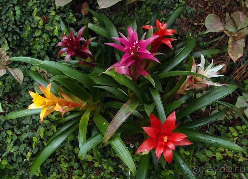 Воплощённая Утопия