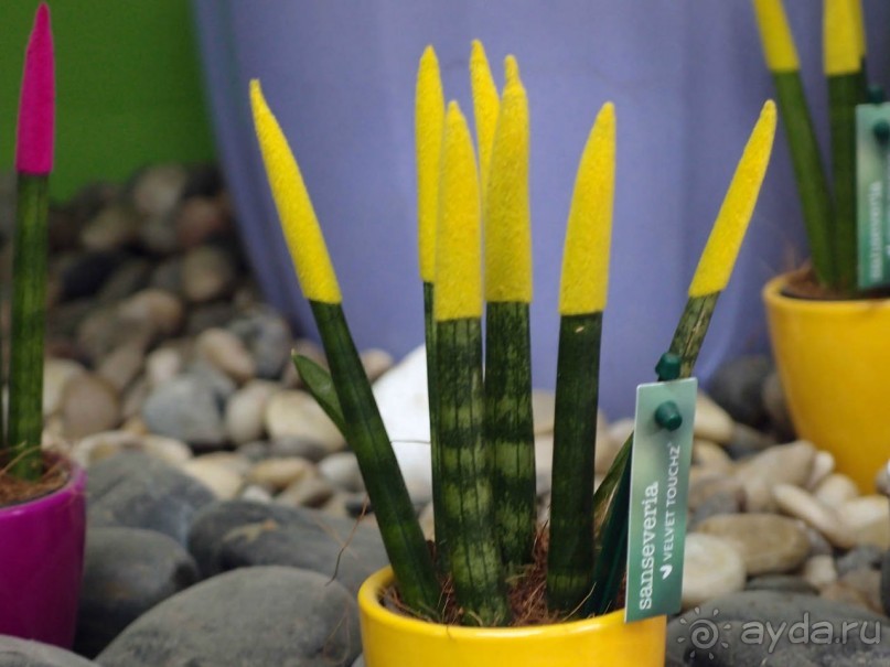 Воплощённая Утопия