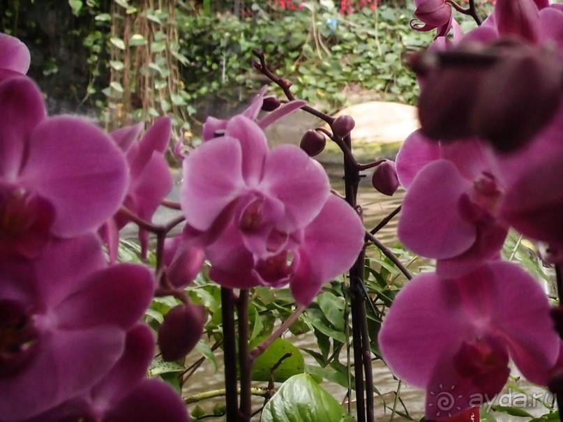 Воплощённая Утопия