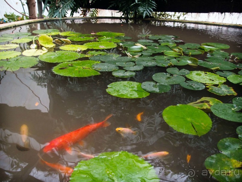 Воплощённая Утопия