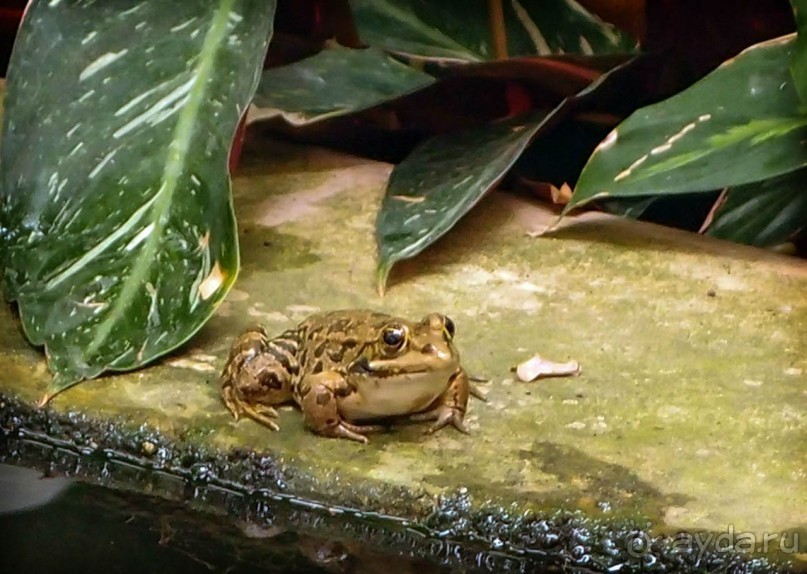 Воплощённая Утопия