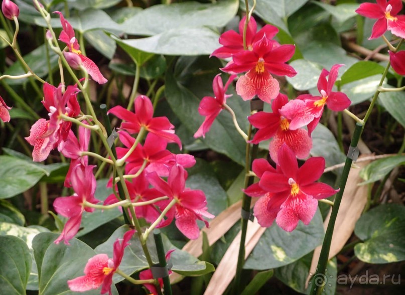 Воплощённая Утопия