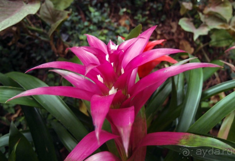 Воплощённая Утопия