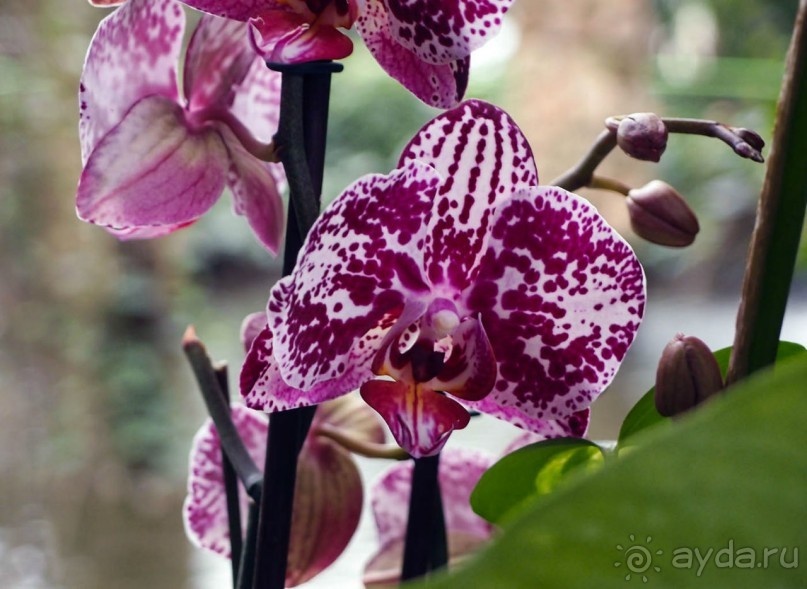 Воплощённая Утопия