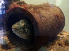 Остенде и кинозвёзды