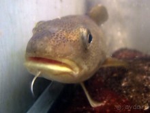 Остенде и кинозвёзды