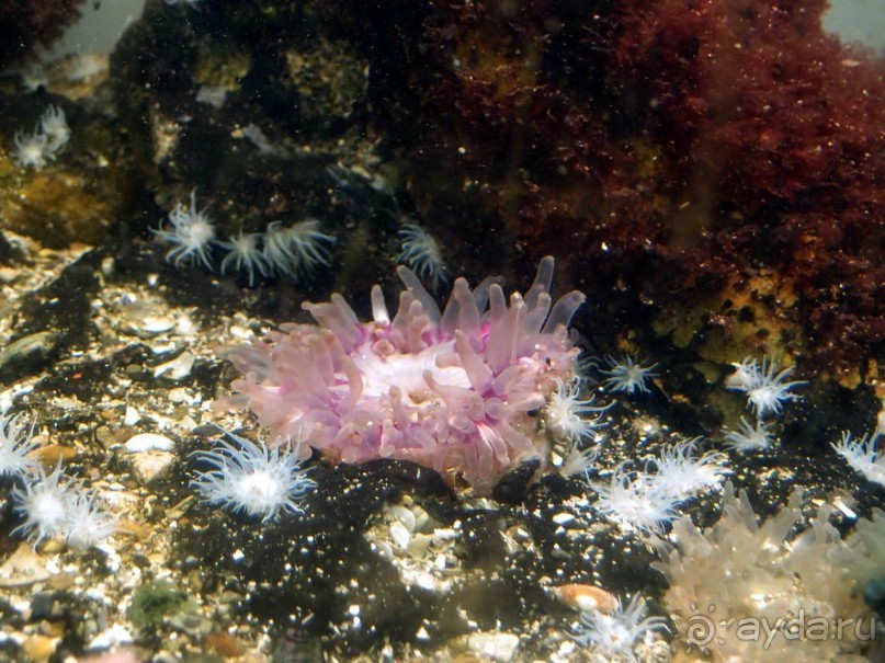 Остенде и кинозвёзды