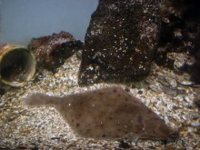 Остенде и кинозвёзды