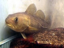 Остенде и кинозвёзды