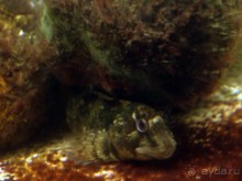 Остенде и кинозвёзды