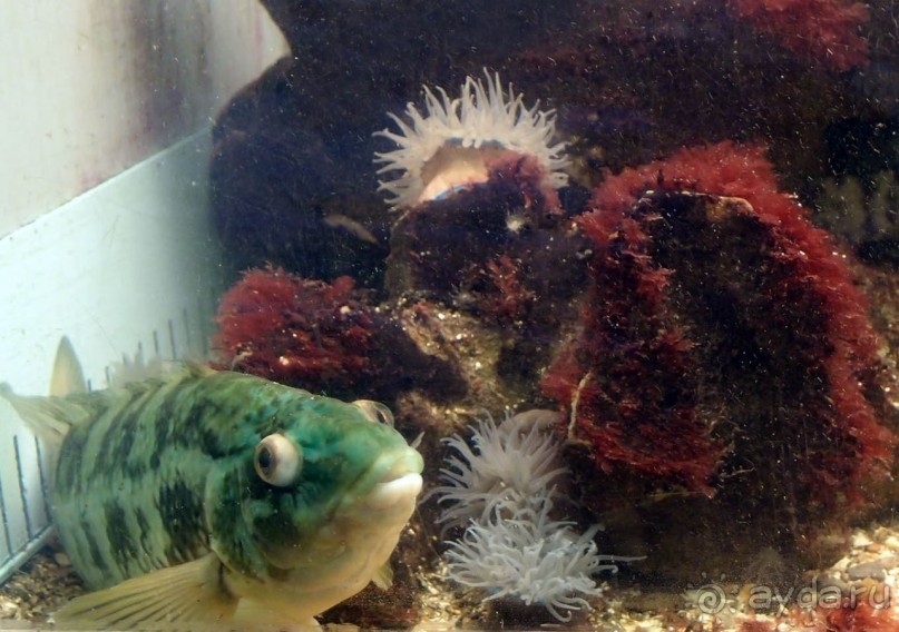 Остенде и кинозвёзды