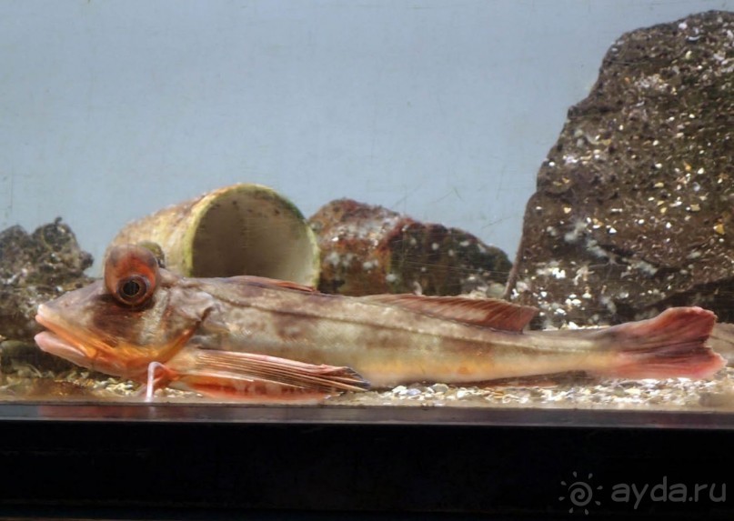 Остенде и кинозвёзды