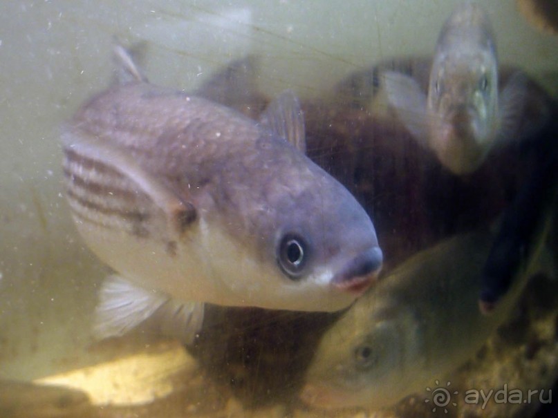 Остенде и кинозвёзды