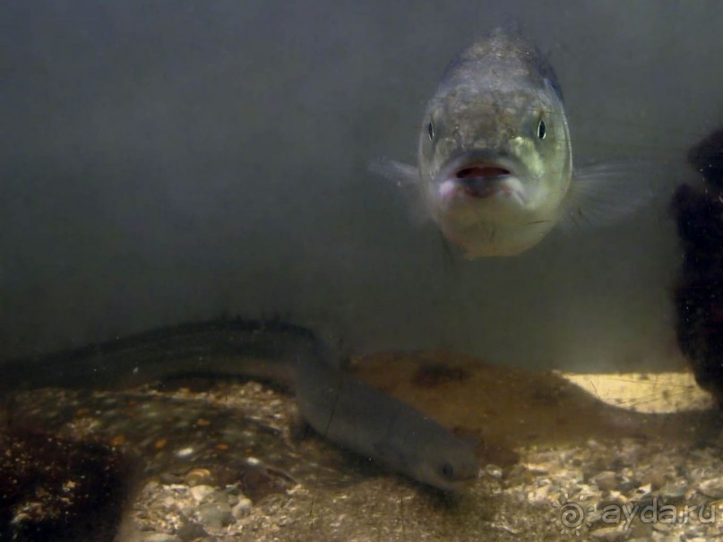 Остенде и кинозвёзды