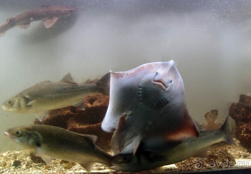 Остенде и кинозвёзды