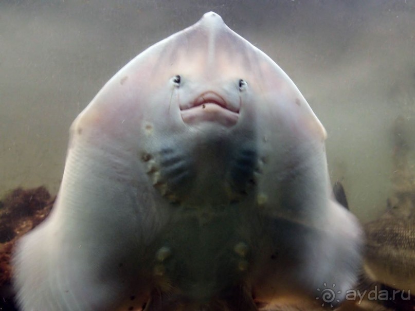 Остенде и кинозвёзды