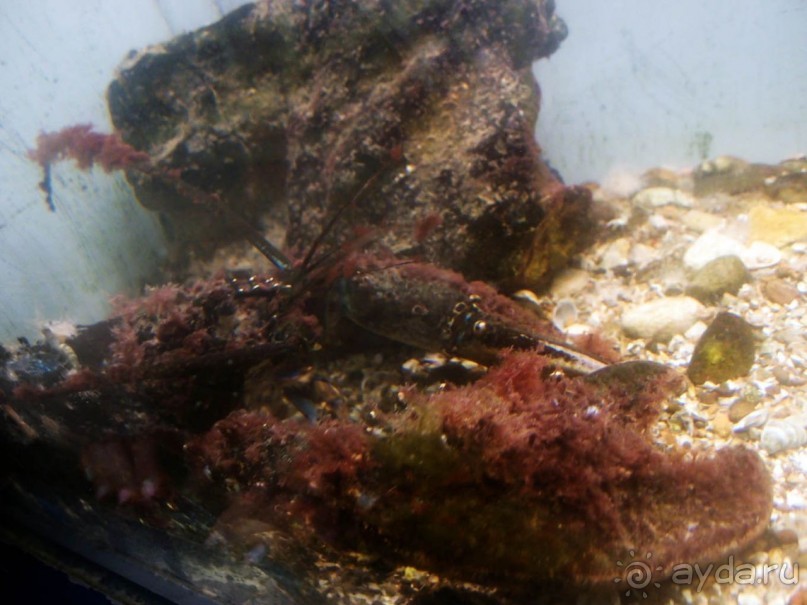 Остенде и кинозвёзды