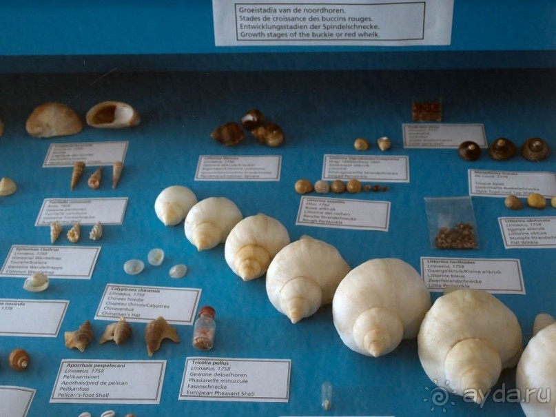 Остенде и кинозвёзды