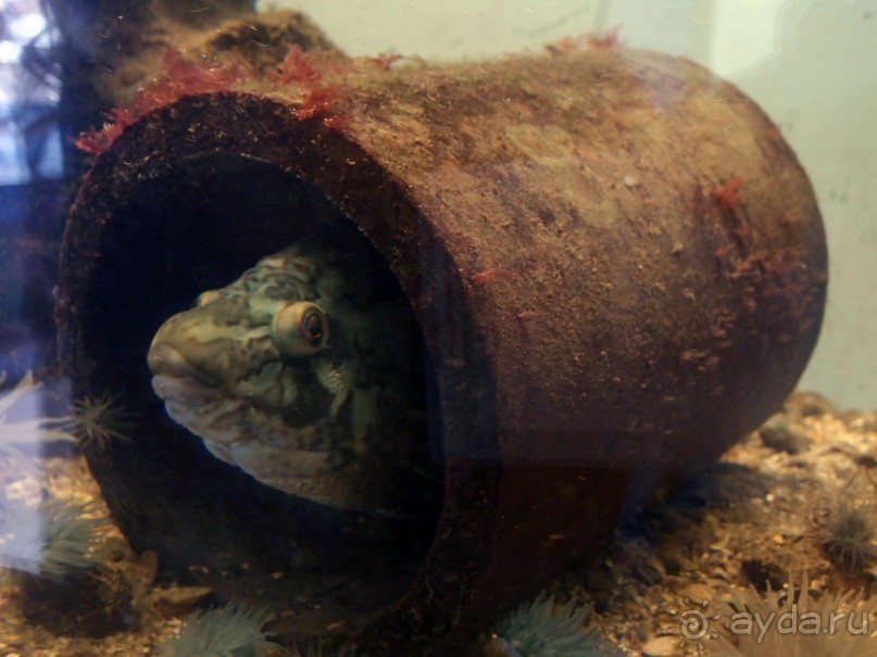 Остенде и кинозвёзды