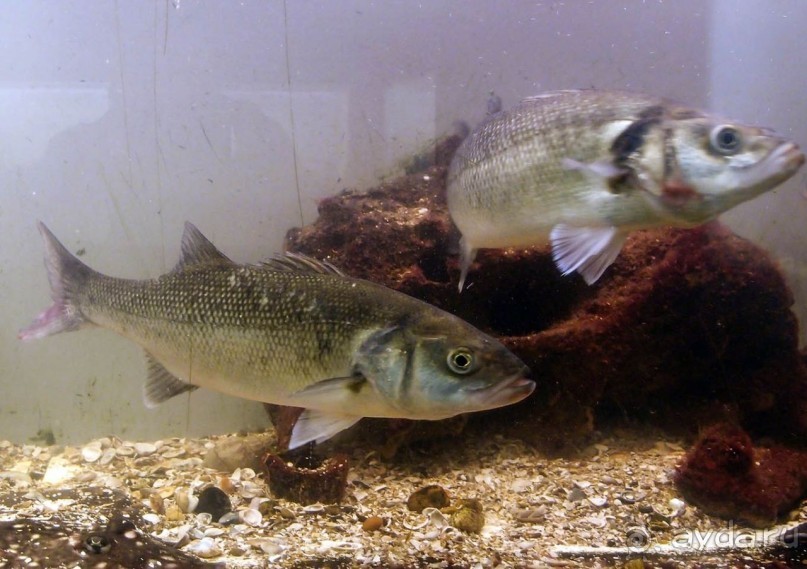 Остенде и кинозвёзды