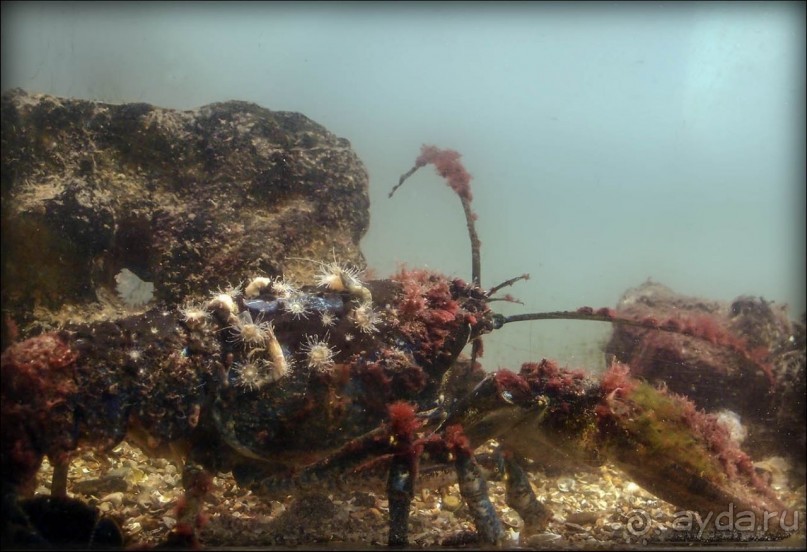 Остенде и кинозвёзды