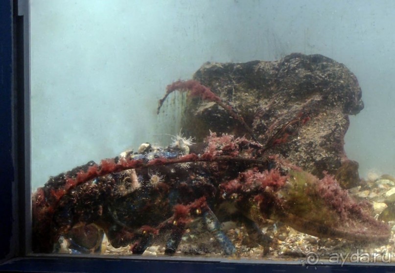 Остенде и кинозвёзды