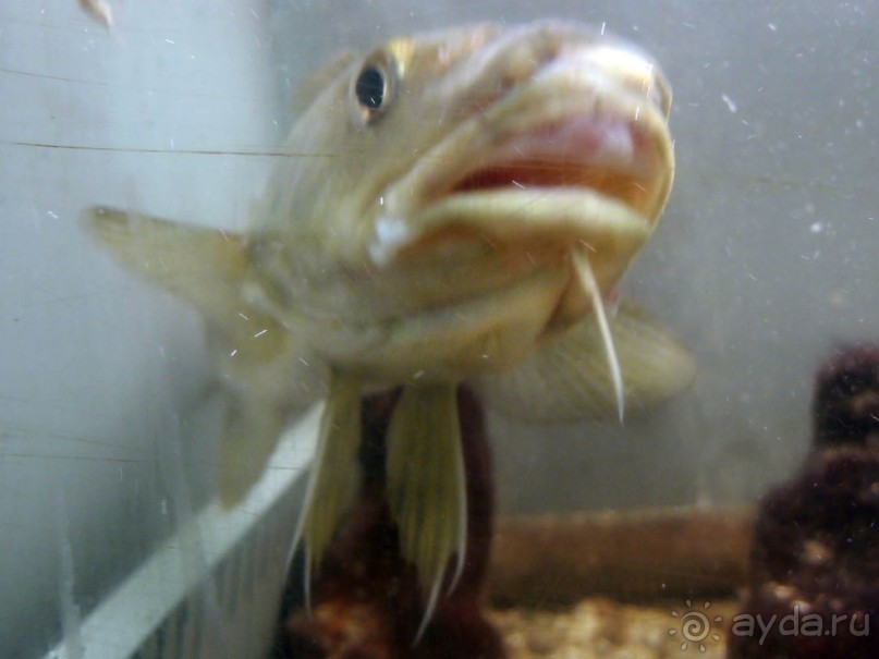 Остенде и кинозвёзды