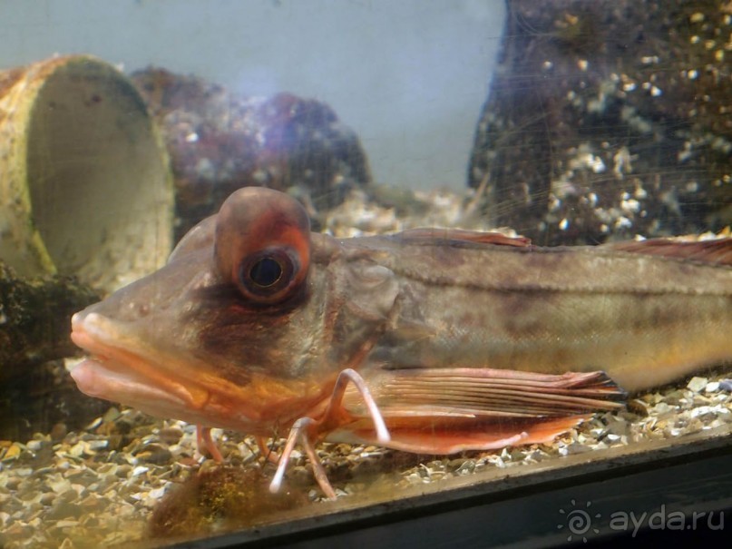 Остенде и кинозвёзды