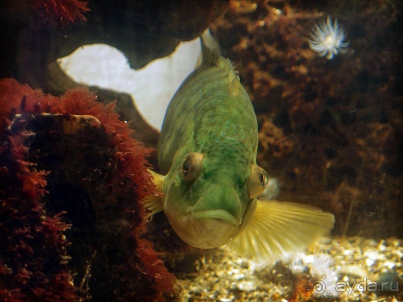 Остенде и кинозвёзды